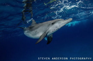 Visiting Bimini and one of its residents by Steven Anderson 